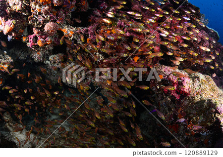 西表島的大海，一大群熱帶魚 120889129