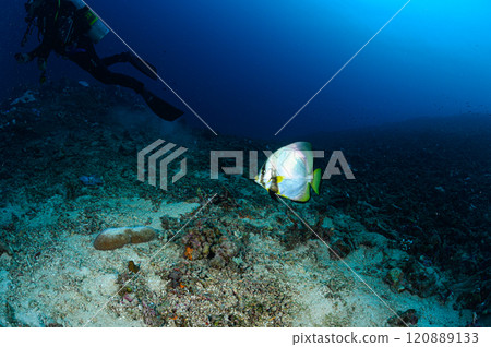 The sea of Iriomote Island, Akakukuri 120889133