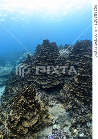 西表島海櫻田海峽 120889159