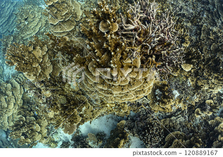 Sakurada Channel, the sea of Iriomote Island 120889167