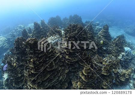 Sakurada Channel, the sea of Iriomote Island Sakurada Channel, the sea of Iriomote Island 120889178