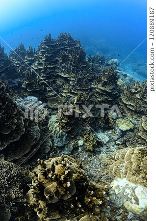 Sakurada Channel, the sea of Iriomote Island 120889187