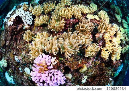 Diving scene in the sea of Iriomote Island Diving scene in the sea of Iriomote Island 120889284