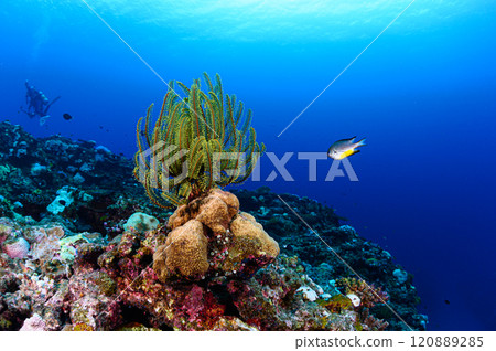 Diving scene in the sea of Iriomote Island 120889285