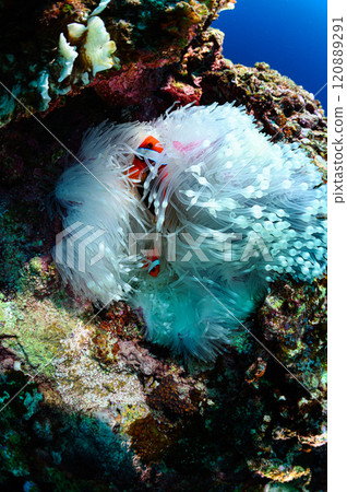 Clownfish and sea anemones in the sea off Iriomote Island 120889291