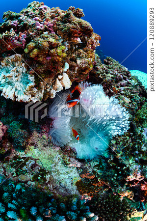 西表島的海，小丑魚和海葵 120889293