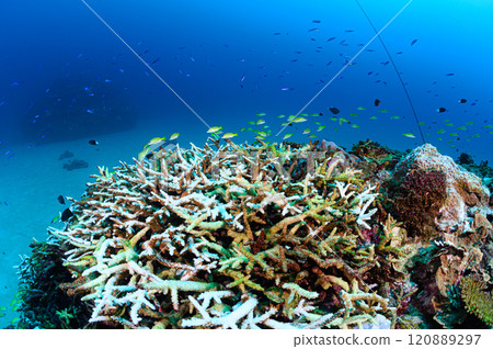 School of tropical fish in the sea of Iriomote Island 120889297