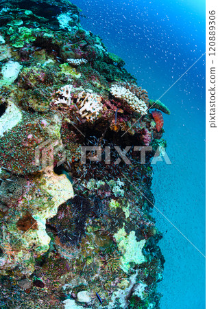 School of tropical fish in the sea of Iriomote Island 120889306