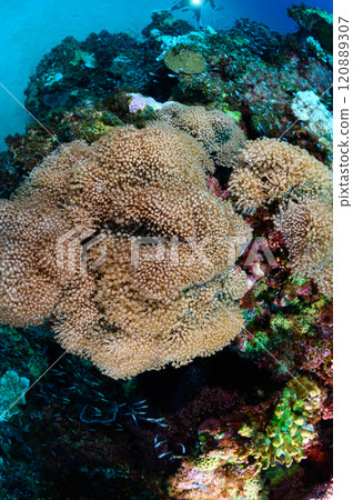Large soft corals in the sea of Iriomote Island Large soft corals in the sea of Iriomote Island 120889307