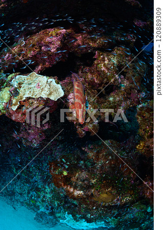 西表島的大海,浴衣石斑魚和小魚群 西表島的大海,浴衣石斑魚和小魚群 120889309