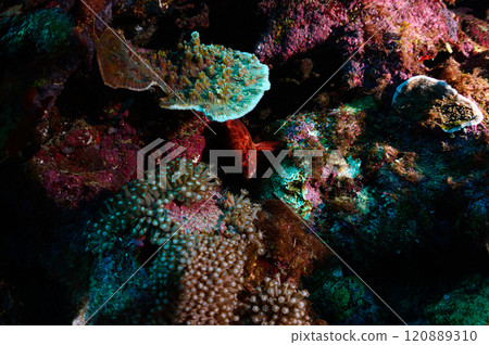 Diving scene in the sea of Iriomote Island 120889310