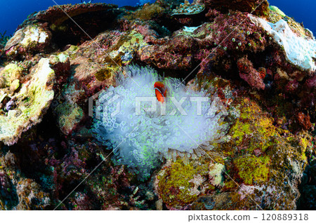 Clownfish and sea anemones in the sea off Iriomote Island 120889318