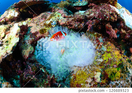 Clownfish and sea anemones in the sea off Iriomote Island 120889323