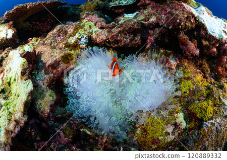 Clownfish and sea anemones in the sea off Iriomote Island Clownfish and sea anemones in the sea off Iriomote Island 120889332