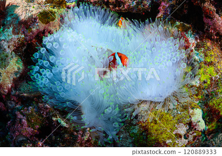 Clownfish and sea anemones in the sea off Iriomote Island 120889333