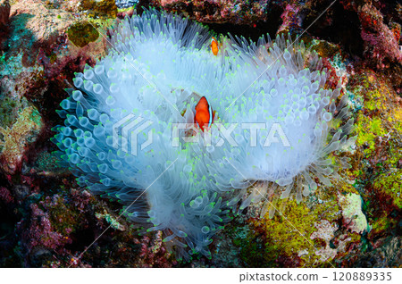 Clownfish and sea anemones in the sea off Iriomote Island 120889335