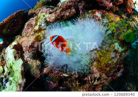 Clownfish and sea anemones in the sea off Iriomote Island Clownfish and sea anemones in the sea off Iriomote Island 120889340