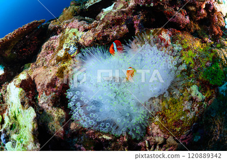Clownfish and sea anemones in the sea off Iriomote Island Clownfish and sea anemones in the sea off Iriomote Island 120889342