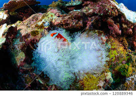 Clownfish and sea anemones in the sea off Iriomote Island Clownfish and sea anemones in the sea off Iriomote Island 120889346