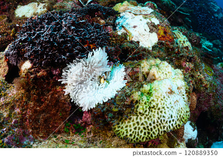 Clownfish and sea anemones in the sea off Iriomote Island Clownfish and sea anemones in the sea off Iriomote Island 120889350