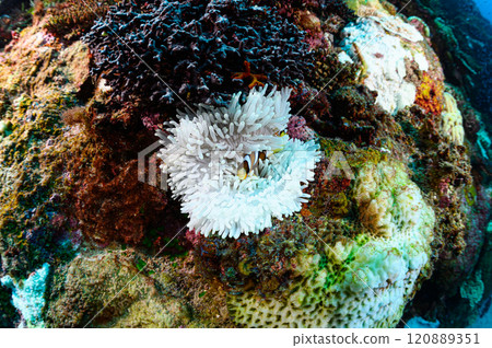 西表島的海，小丑魚和海葵 120889351