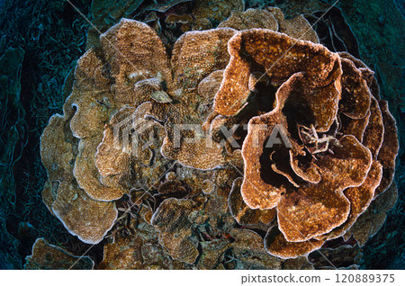 Large coral in the sea of Iriomote Island Large coral in the sea of Iriomote Island 120889375