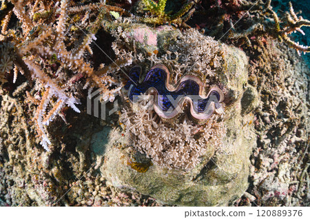 Giant clams in the sea of Iriomote Island 120889376