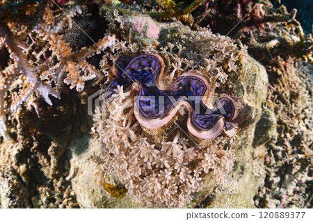 Giant clams in the sea of Iriomote Island 120889377