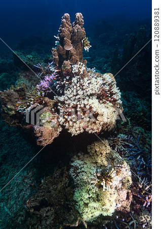 西表島的大海,像花園一樣簇生長的軟珊瑚 西表島的大海,像花園一樣簇生長的軟珊瑚 120889381