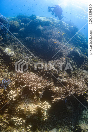 西表島海底潛水風景 西表島海底潛水風景 120889420
