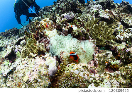 Clownfish and sea anemones in the sea off Iriomote Island 120889435