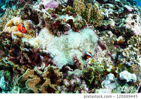 Clownfish and sea anemones in the sea off Iriomote Island 120889445