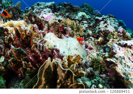 Clownfish and sea anemones in the sea off Iriomote Island 120889451