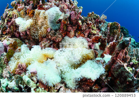 Clownfish and sea anemones in the sea off Iriomote Island Clownfish and sea anemones in the sea off Iriomote Island 120889453