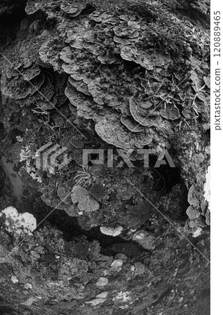 西表島海底潛水風景 西表島海底潛水風景 120889465