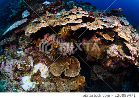 Diving scene in the sea of Iriomote Island 120889471