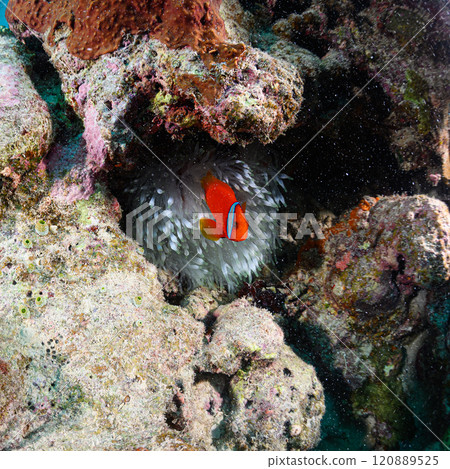 西表島的海，小丑魚和海葵 120889525