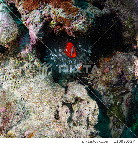 Clownfish and sea anemones in the sea off Iriomote Island 120889527
