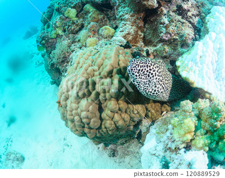 西表島海中的海鰻 120889529