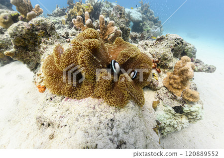 Clownfish and sea anemones in the sea off Iriomote Island 120889552
