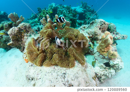 西表島的海，小丑魚和海葵 120889560