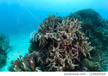 Diving scene in the sea of Iriomote Island Diving scene in the sea of Iriomote Island 120889564