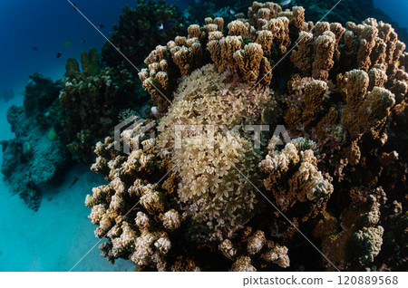 Diving scene in the sea of Iriomote Island 120889568