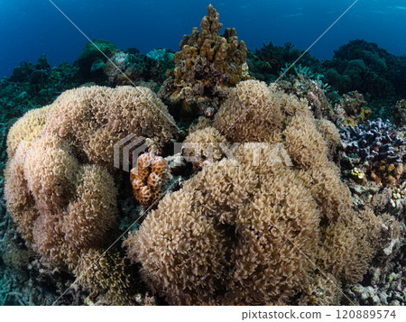 Large soft corals in the sea of Iriomote Island 120889574