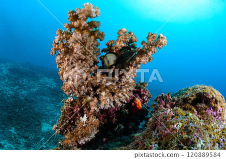 西表島海底潛水風景 西表島海底潛水風景 120889584