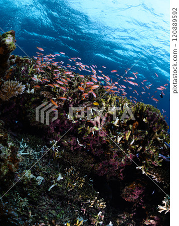 School of tropical fish in the sea of Iriomote Island School of tropical fish in the sea of Iriomote Island 120889592