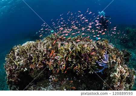 School of tropical fish in the sea of Iriomote Island School of tropical fish in the sea of Iriomote Island 120889593
