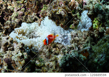 西表島的海，小丑魚和海葵 120889594