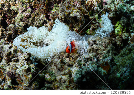 西表島的海，小丑魚和海葵 120889595