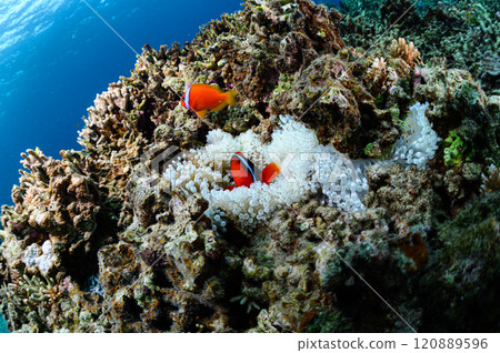 西表島的海，小丑魚和海葵 120889596